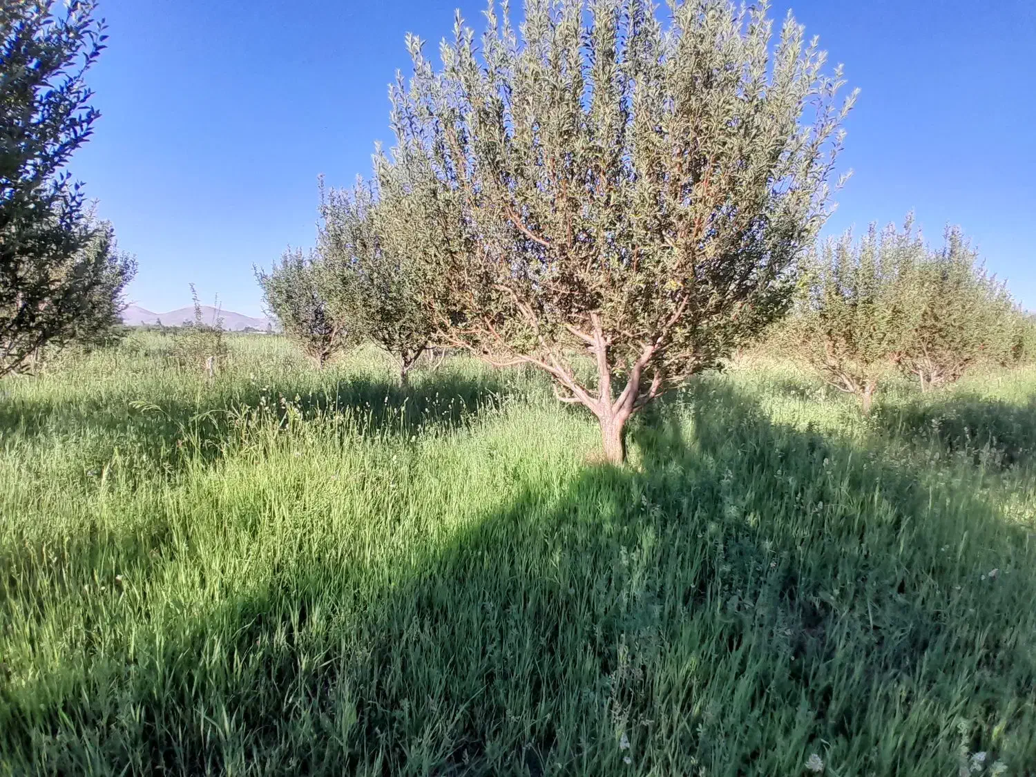 باغ|فروش دفتر صنعتی، کشاورزی، تجاری|سیلوانه, |دیوار