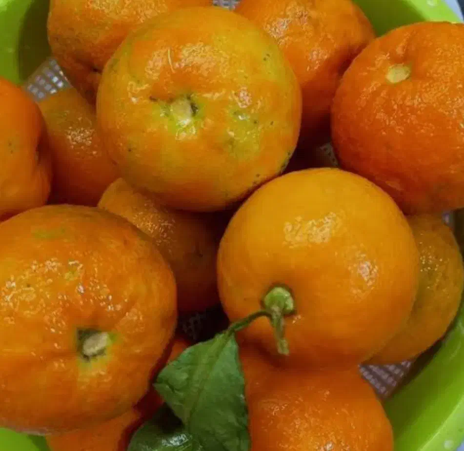 نارنج دستچین ابداار۱۶۰۰۰|خوردنی و آشامیدنی|گوراب زرمیخ, |دیوار