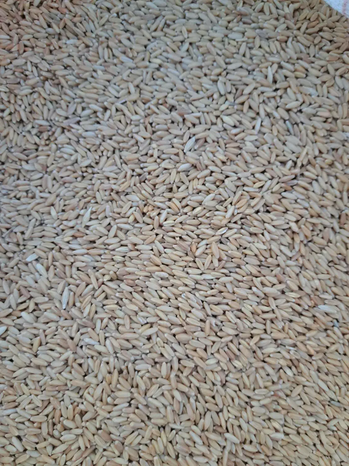 بذر گندم رقم سرداری دانه درشت بوجاری شده|خدمات باغبانی و درختکاری|میانه, |دیوار