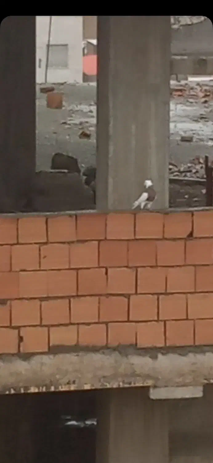 کبوتر و کفتر|پرنده|رباط‌کریم, رباط‌کریم|دیوار