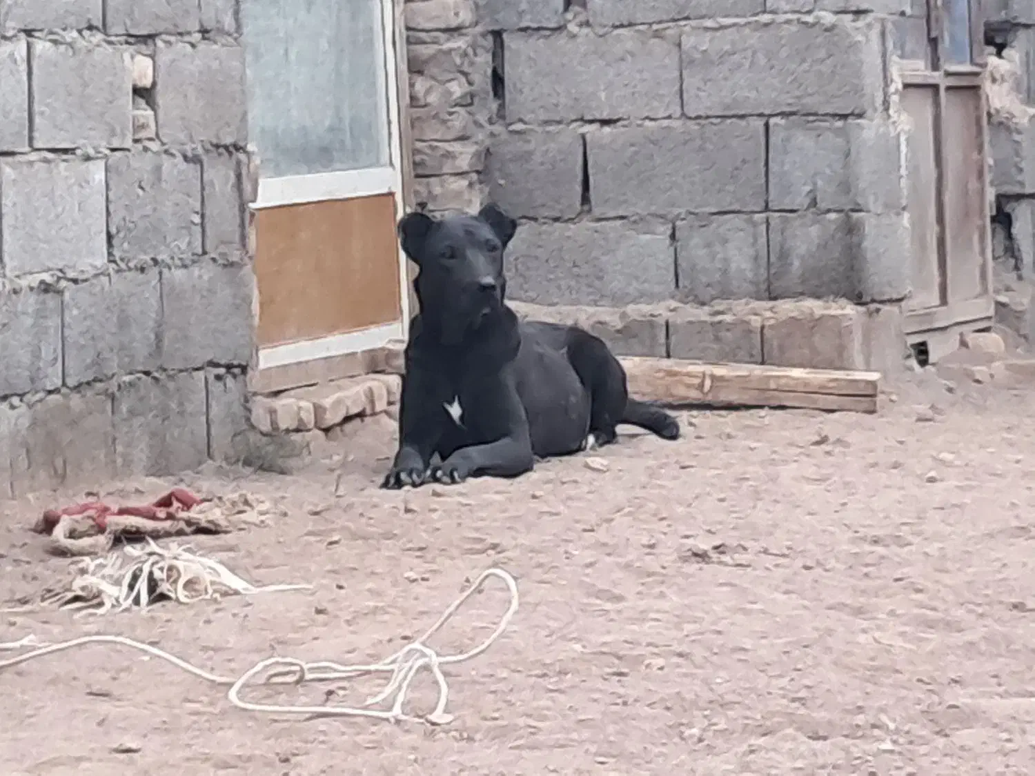 سگ لاس سرابی گله|سگ|اصفهان, باغ زرشک|دیوار