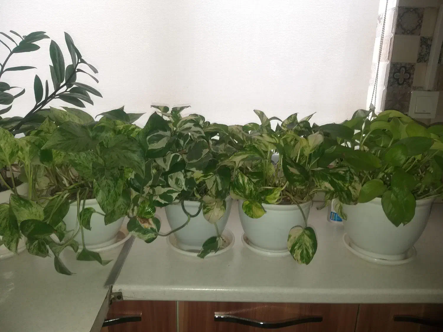 گل و گلدان|گل و گیاه طبیعی|ری, دیلمان|دیوار