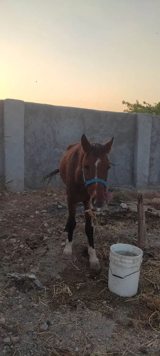 اسب اصیل عرب|اسب و تجهیزات اسب‌سواری|قلعه قاضی, |دیوار