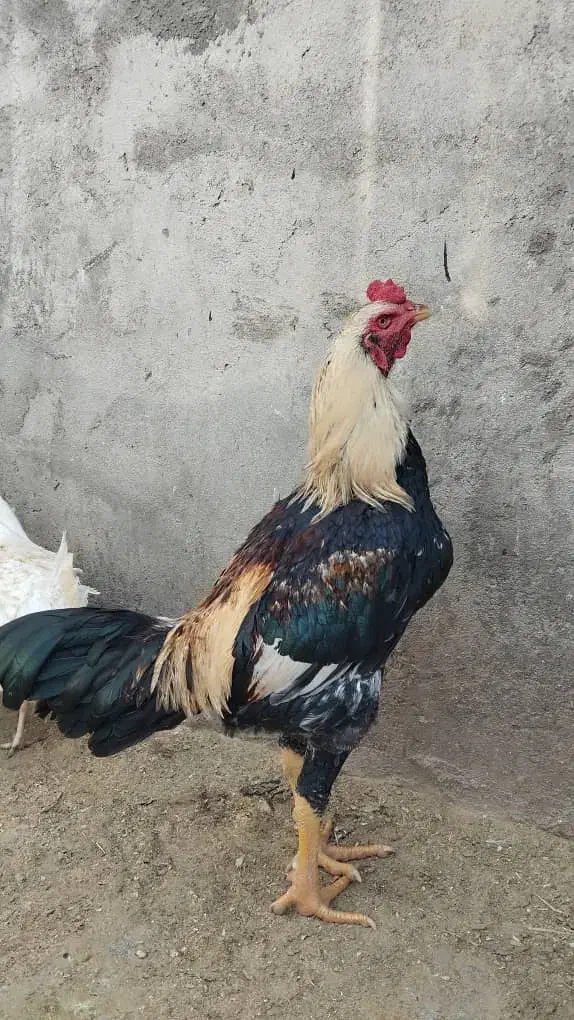 خروس زیبا|حیوانات مزرعه|سردشت, |دیوار