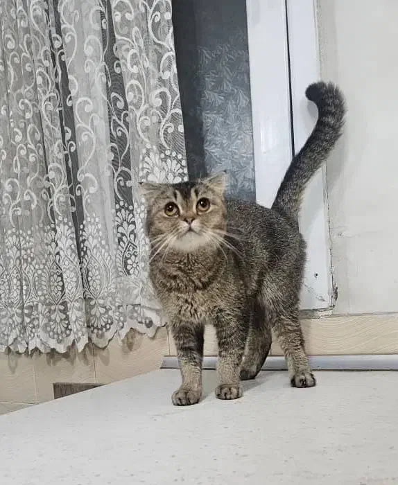 گربه اسکاتیش بلک گلد ماده شناسنامه دار و اصیل|گربه|تهران, طیب|دیوار