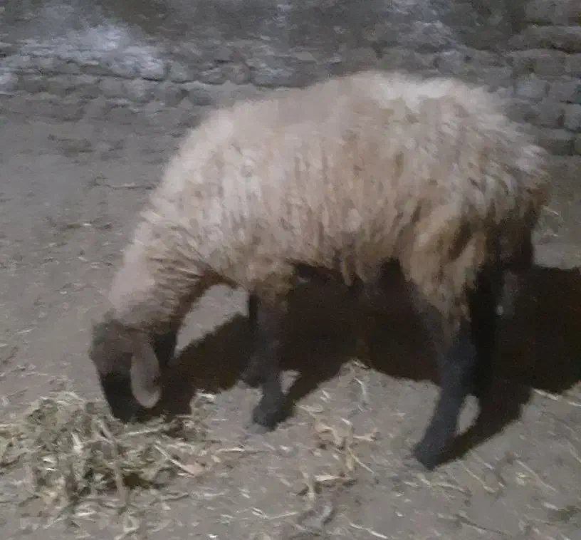 بره گوسفندشیشک|حیوانات مزرعه|مینودشت, |دیوار