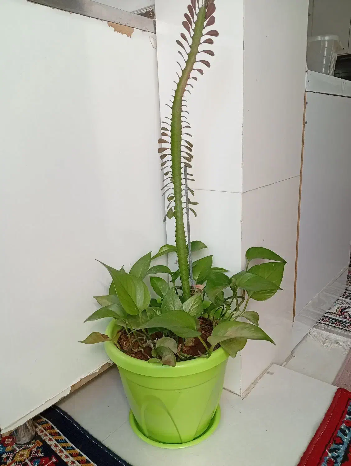 گل طبیعی|گل و گیاه طبیعی|ایلام, |دیوار