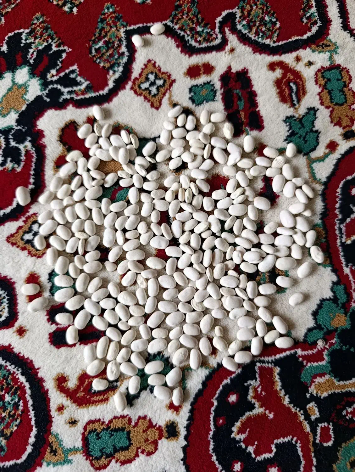 لوبیا|عمده‌فروشی|دورود, |دیوار