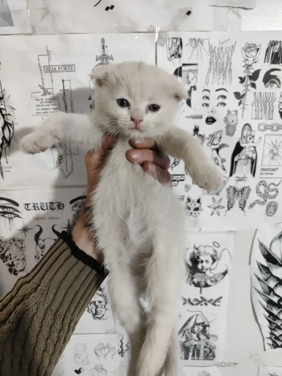 بچه گربه اسکاتیش سیامی|گربه|مشهد, یوسفیه (شهرک غرب)|دیوار