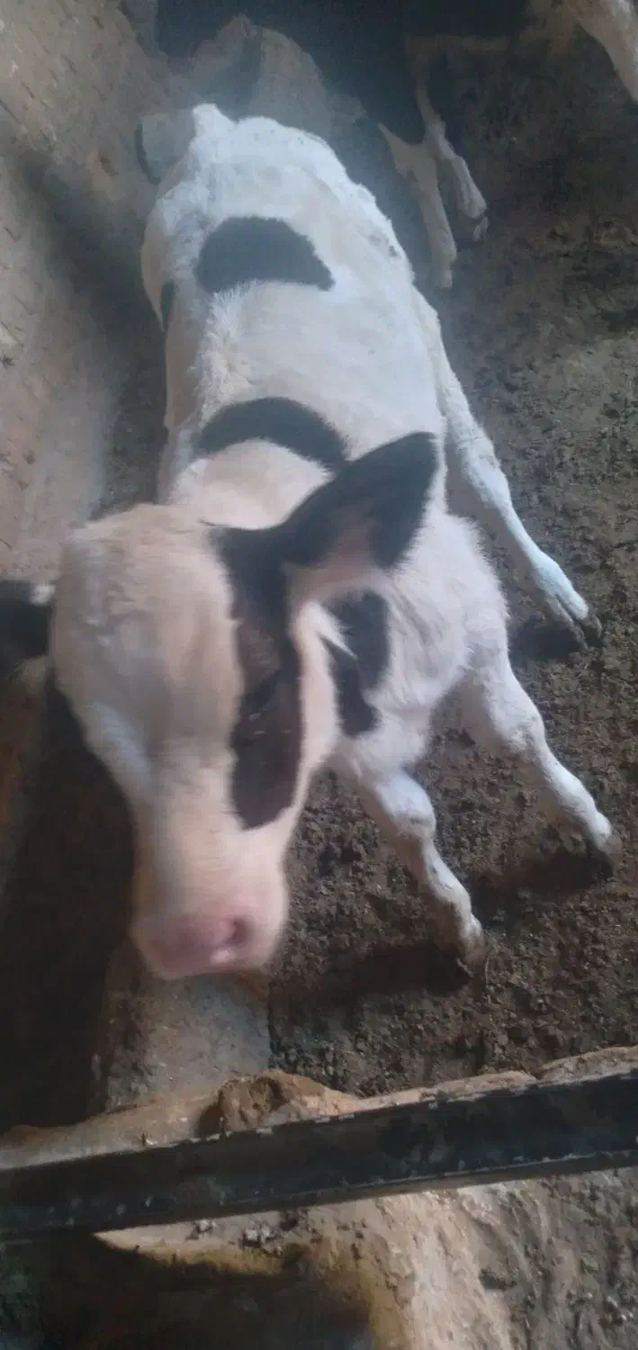 گاو وگوساله نر|حیوانات مزرعه|قنوات, |دیوار