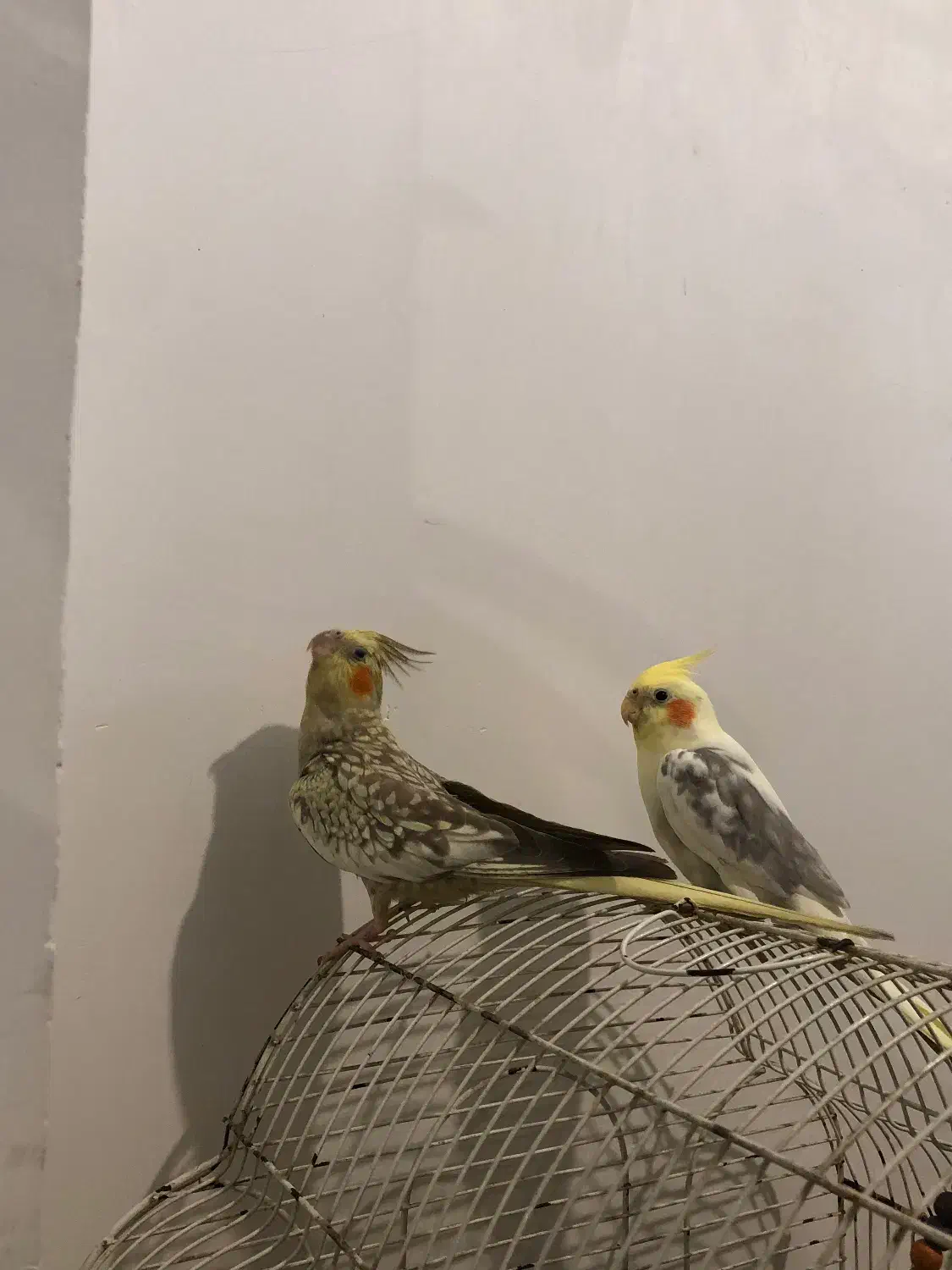 طوطی عروس|پرنده|رشت, سلیمانداراب|دیوار