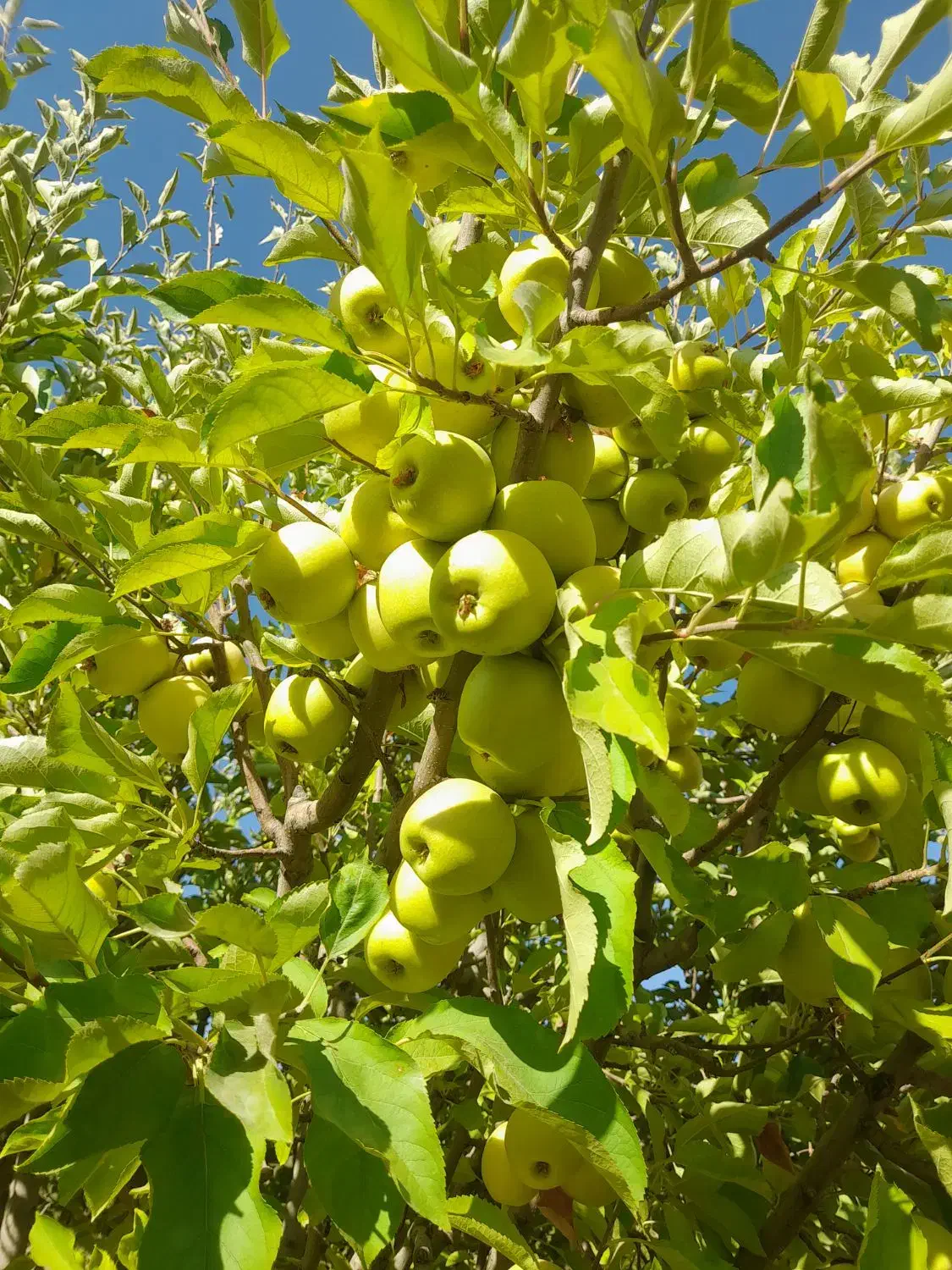 سیب درجه 1و2رو درختی|عمده‌فروشی|شیراز, صدا و سیما|دیوار