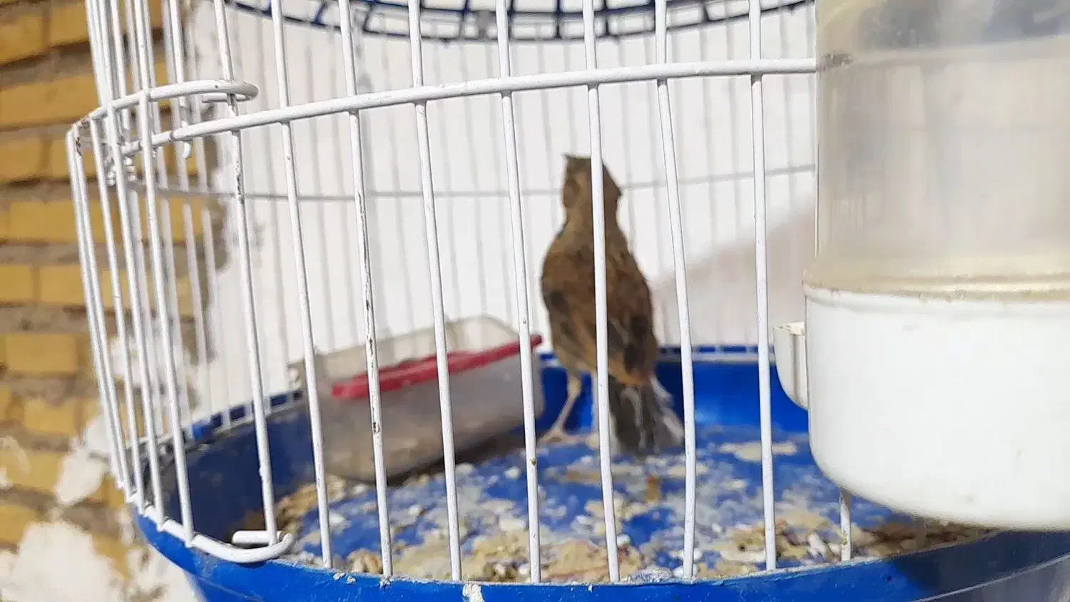 قناری سهر|پرنده|دزفول, |دیوار