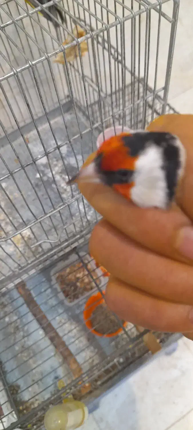 سهره نر گل پهن|پرنده|تهران, مسعودیه|دیوار