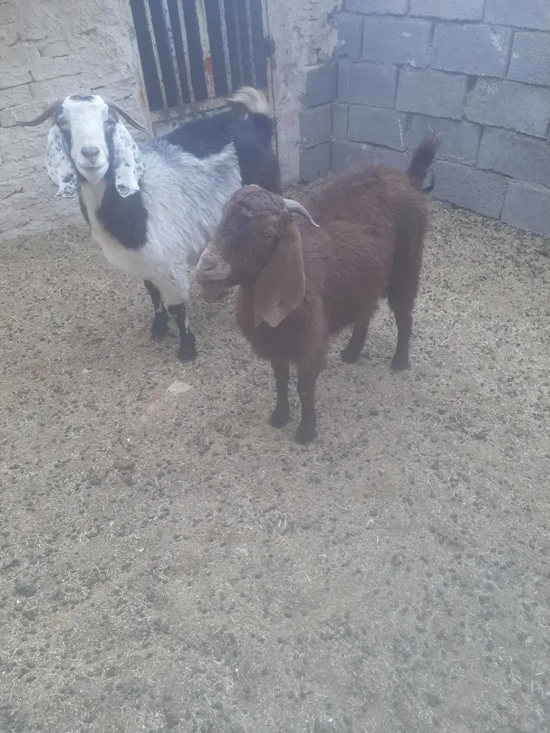 ۸راس بره جمی|حیوانات مزرعه|تایباد, |دیوار