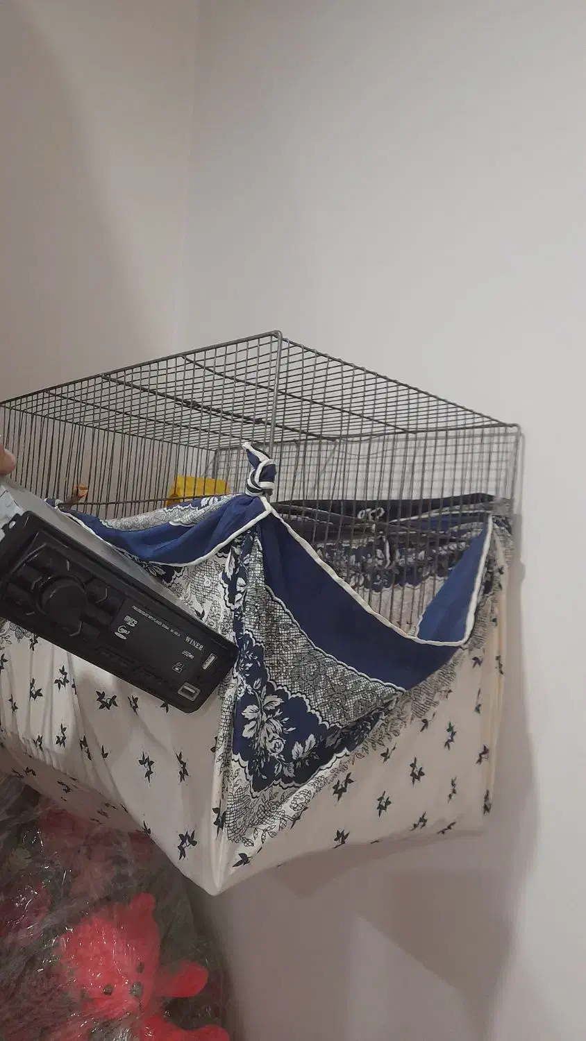 کفتر خوب تزئینی مرغ عشق قناری معاوضه|پرنده|قرچک, میرزائی شمالی|دیوار