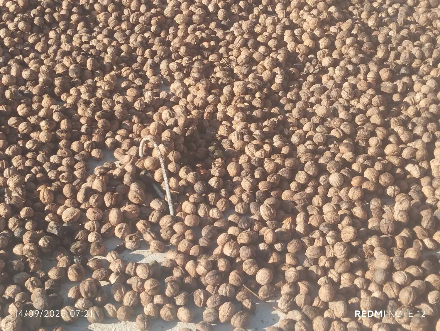 فروش گردو درجه یک|خوردنی و آشامیدنی|دوزین, |دیوار