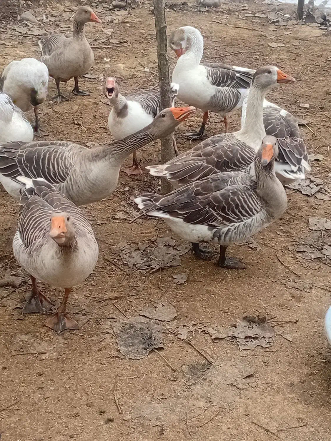 تعدادی غازچاق وسالم|حیوانات مزرعه|سنگر, |دیوار