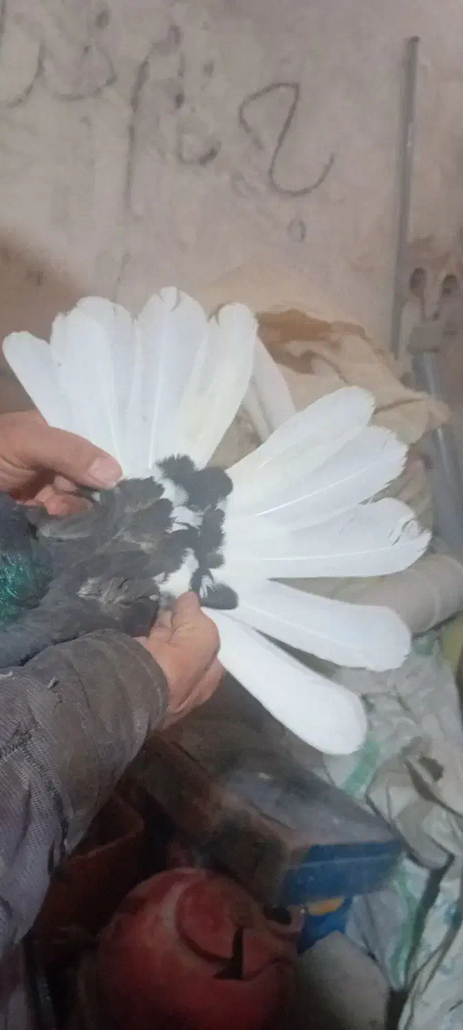 کفتر اصفهانی سیاه دم سفید تخت ماده|پرنده|خمینی‌شهر, |دیوار