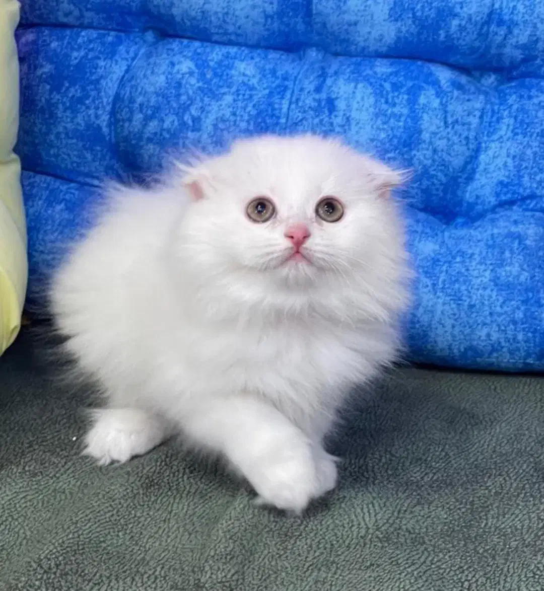 گربه پرشین|گربه|چالوس, |دیوار