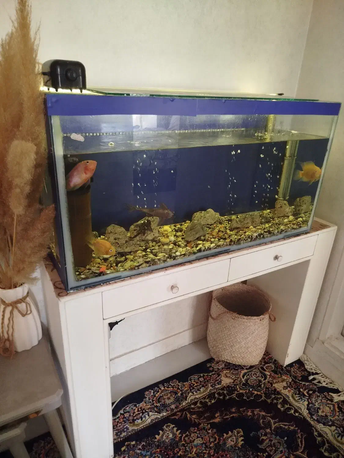 آکواریوم|ماهی|هشتگرد, شهرک المهدی|دیوار