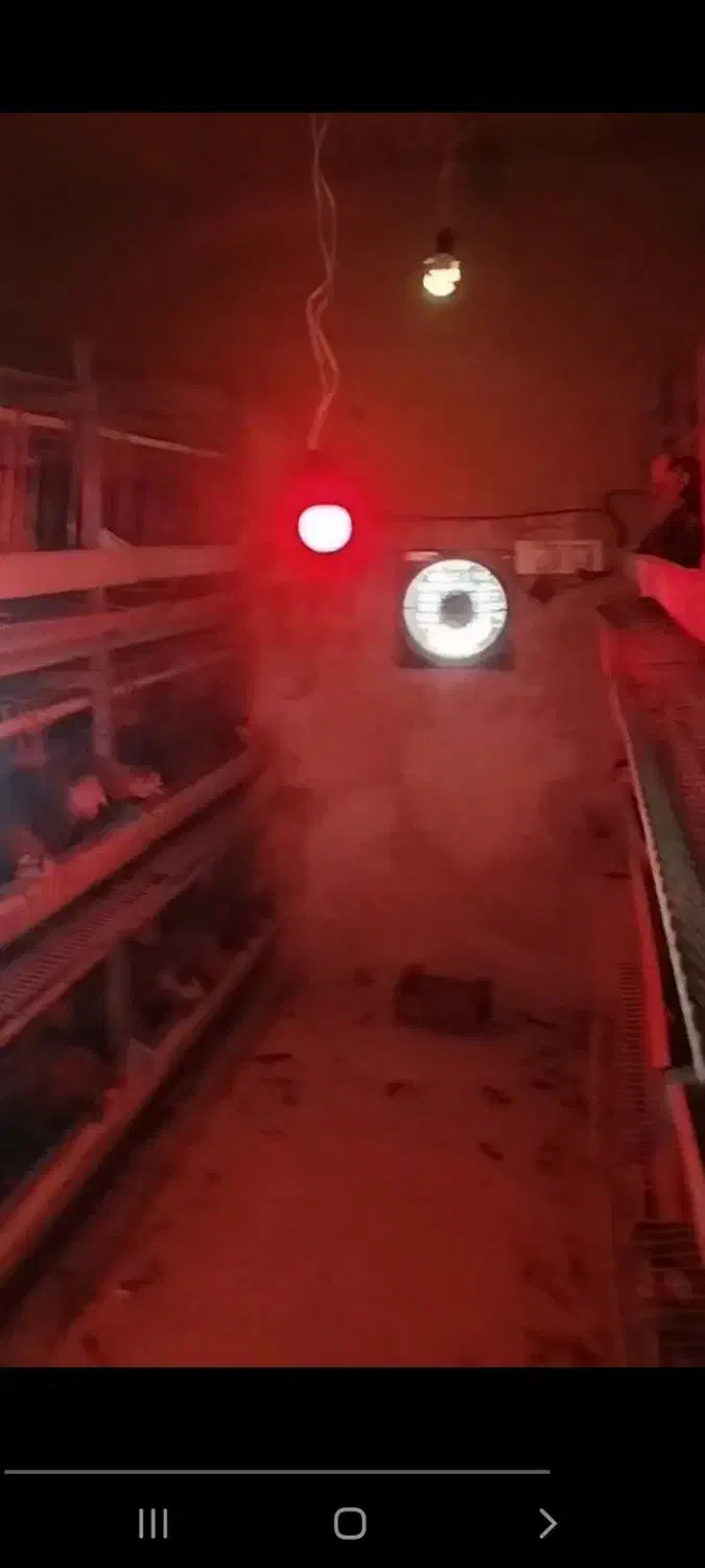 مرغ محلی گلپایگان|حیوانات مزرعه|شاندیز, |دیوار