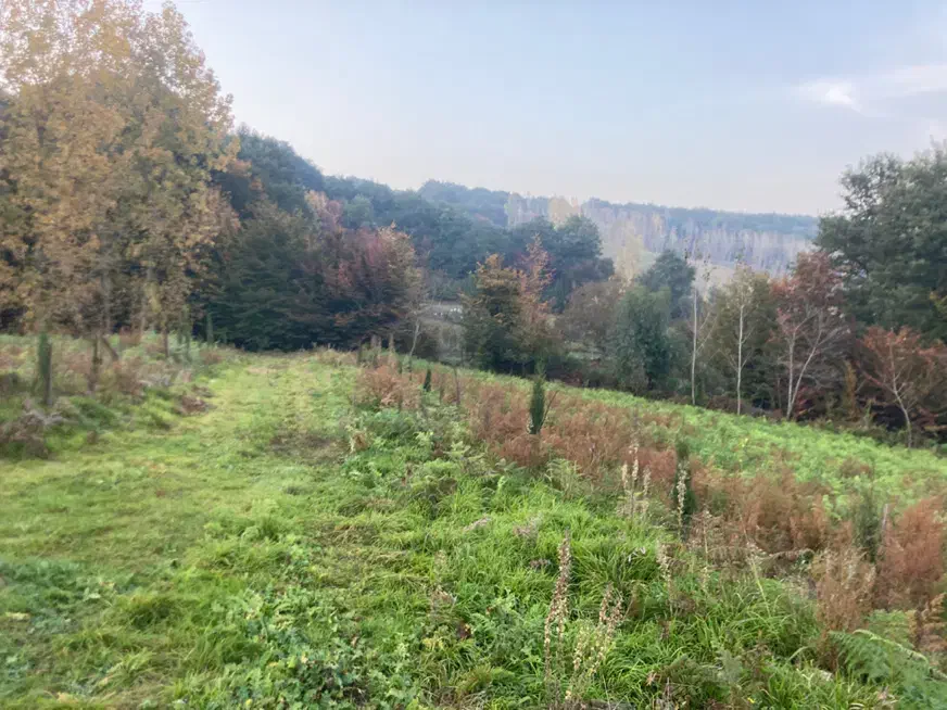 اجاره زمین ۲هکتاری در روستا شکتا ساری سرمایه گذاری|اجارهٔ دفتر صنعتی، کشاورزی، تجاری|ساری, |دیوار