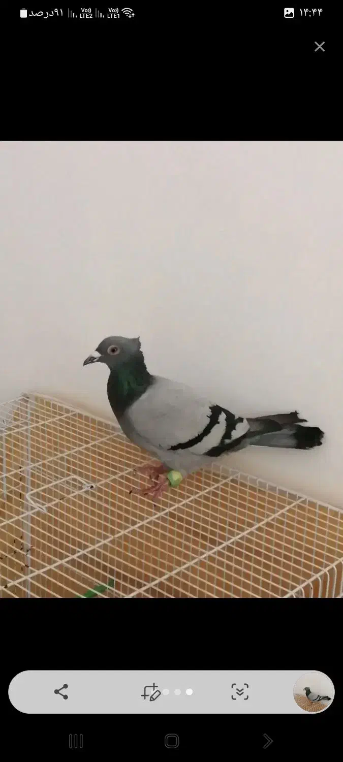 سبز دوخط کاکولی|پرنده|مشهد, ابوذر|دیوار