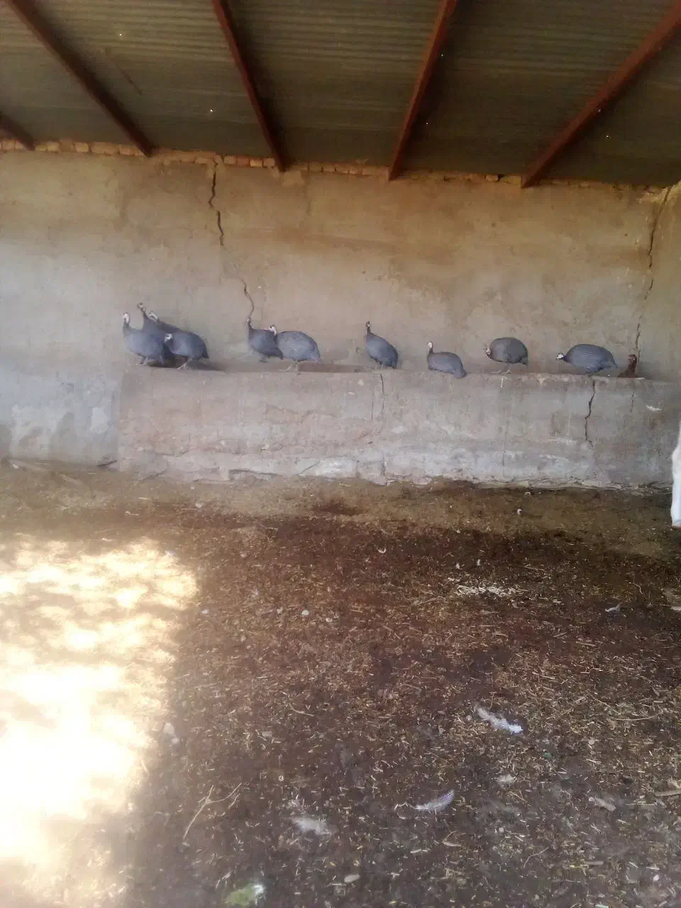 شاخک|پرنده|خمک, |دیوار