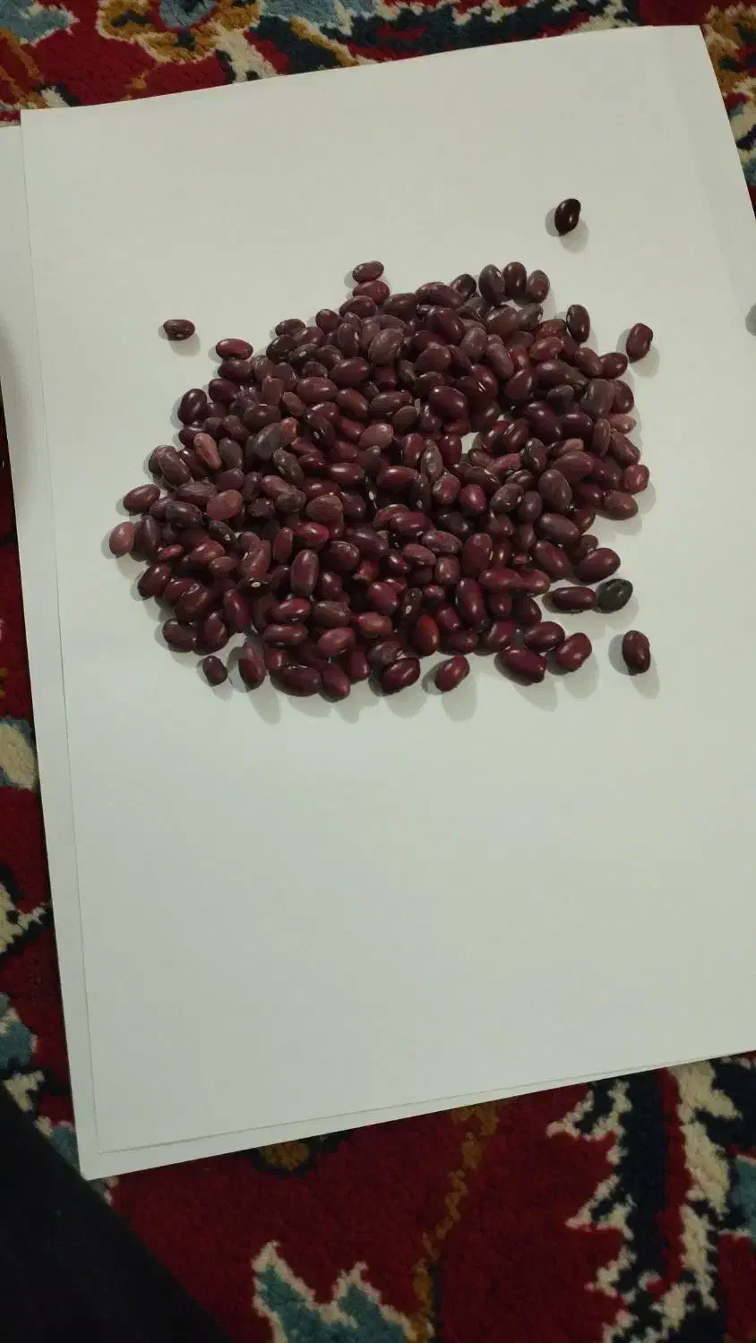 لوبیا قرمز گلی عالی|خوردنی و آشامیدنی|لردگان, |دیوار