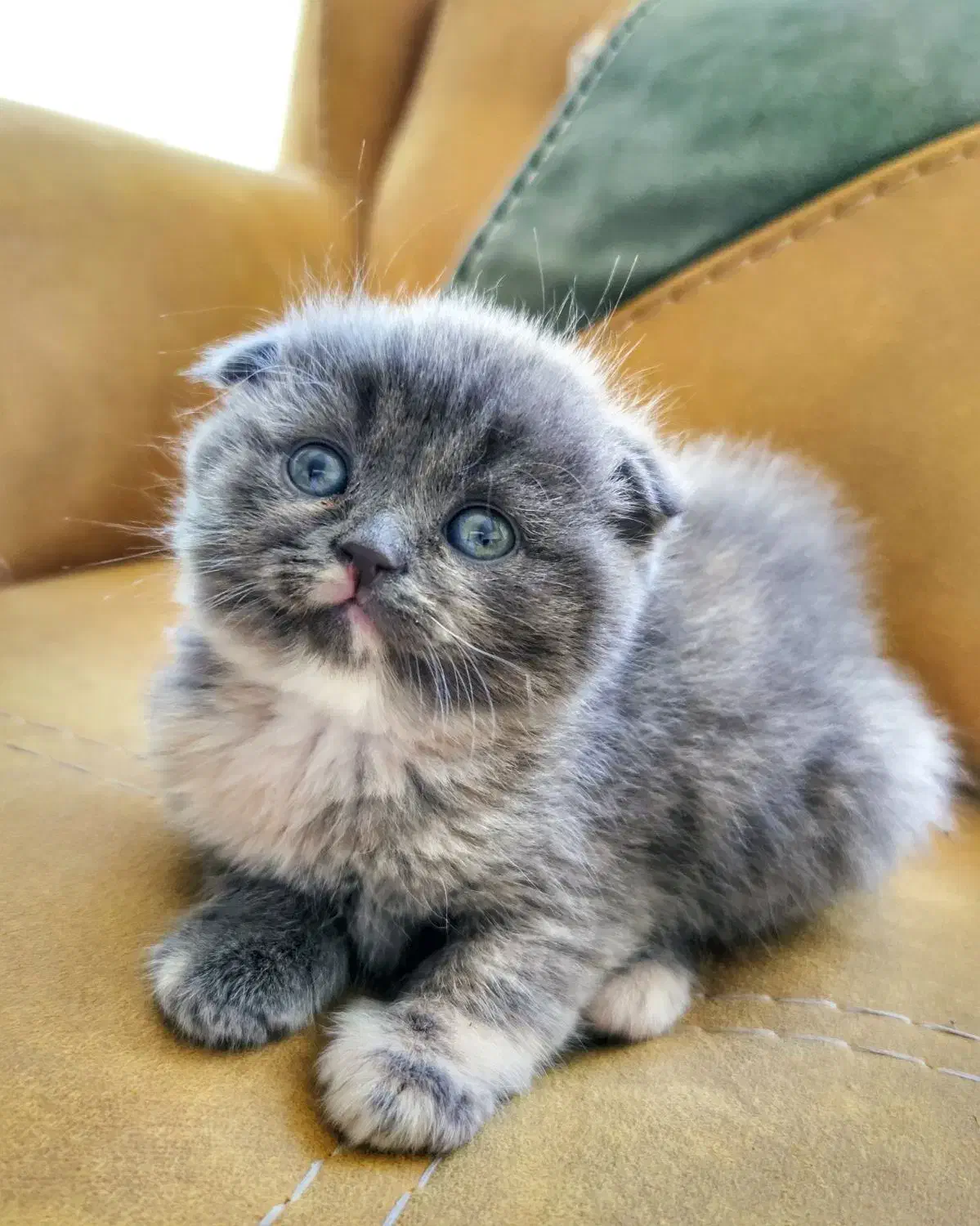 واگـذاری بچه گربه ن ژ ا د د ا ر|گربه|اصفهان, سرچشمه|دیوار