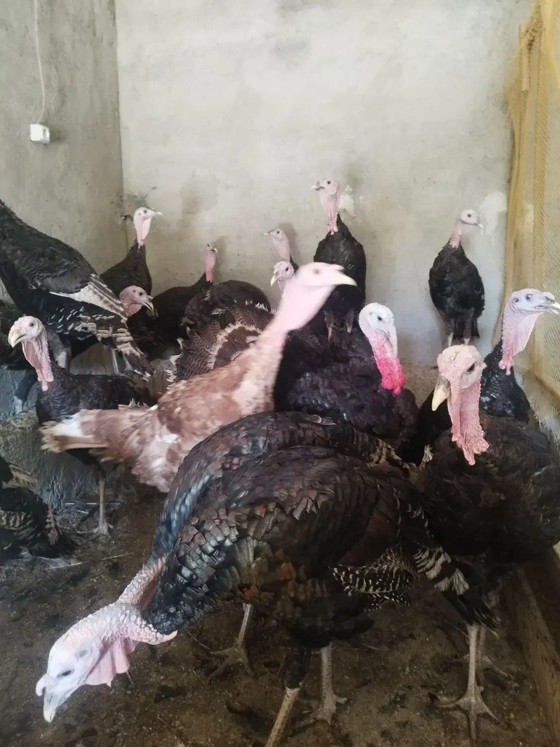 کود مرغی|لوازم جانبی حیوانات|پیر سلیمان, |دیوار