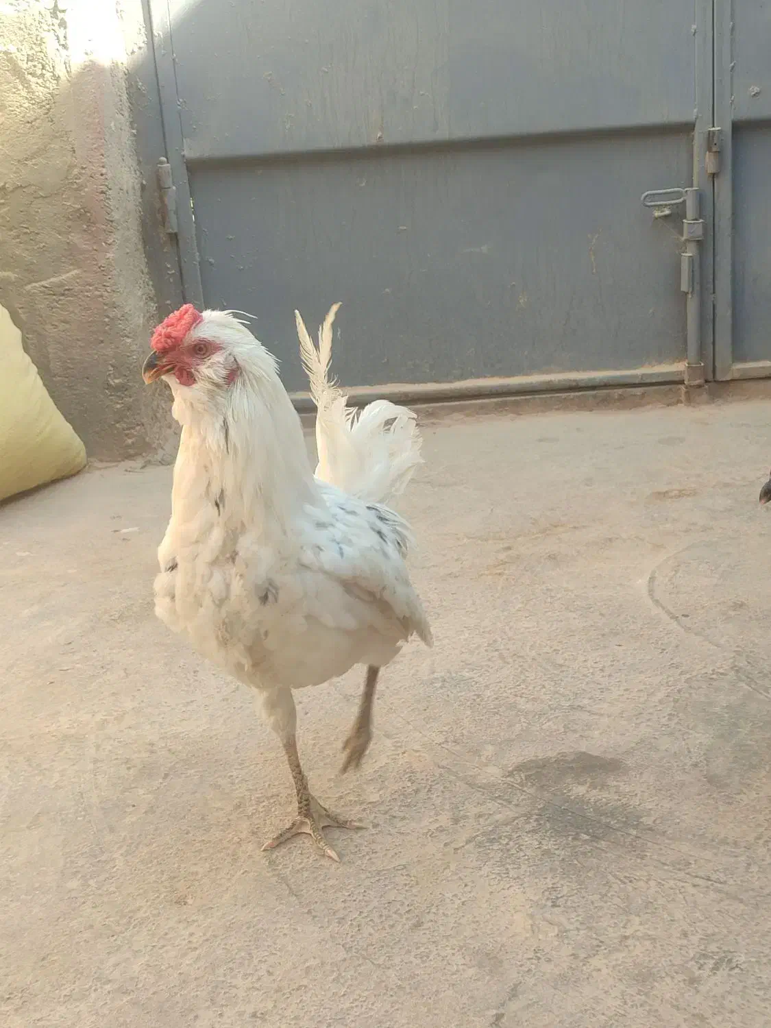 مرغ خروس گلین و سلطان|حیوانات مزرعه|اصفهان, رهنان|دیوار