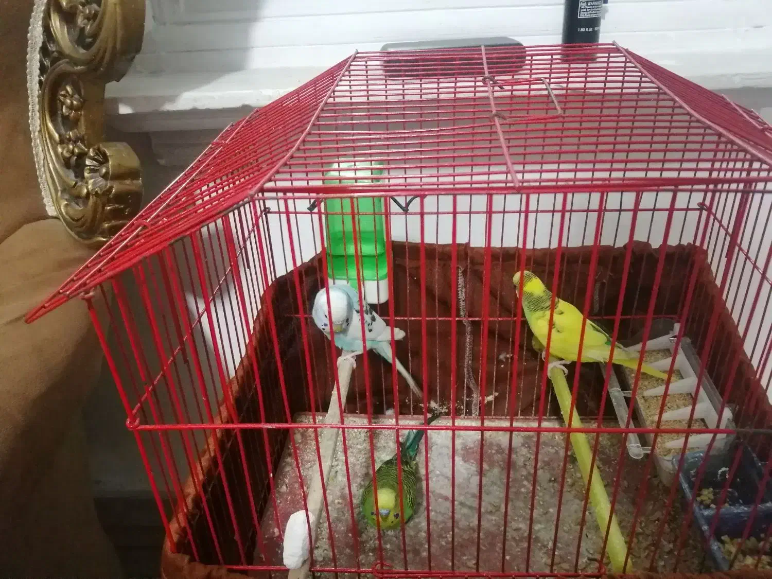 سه عدد مرغ عشق با قفس و لوازم|پرنده|اسلامشهر, شهرک سالور|دیوار