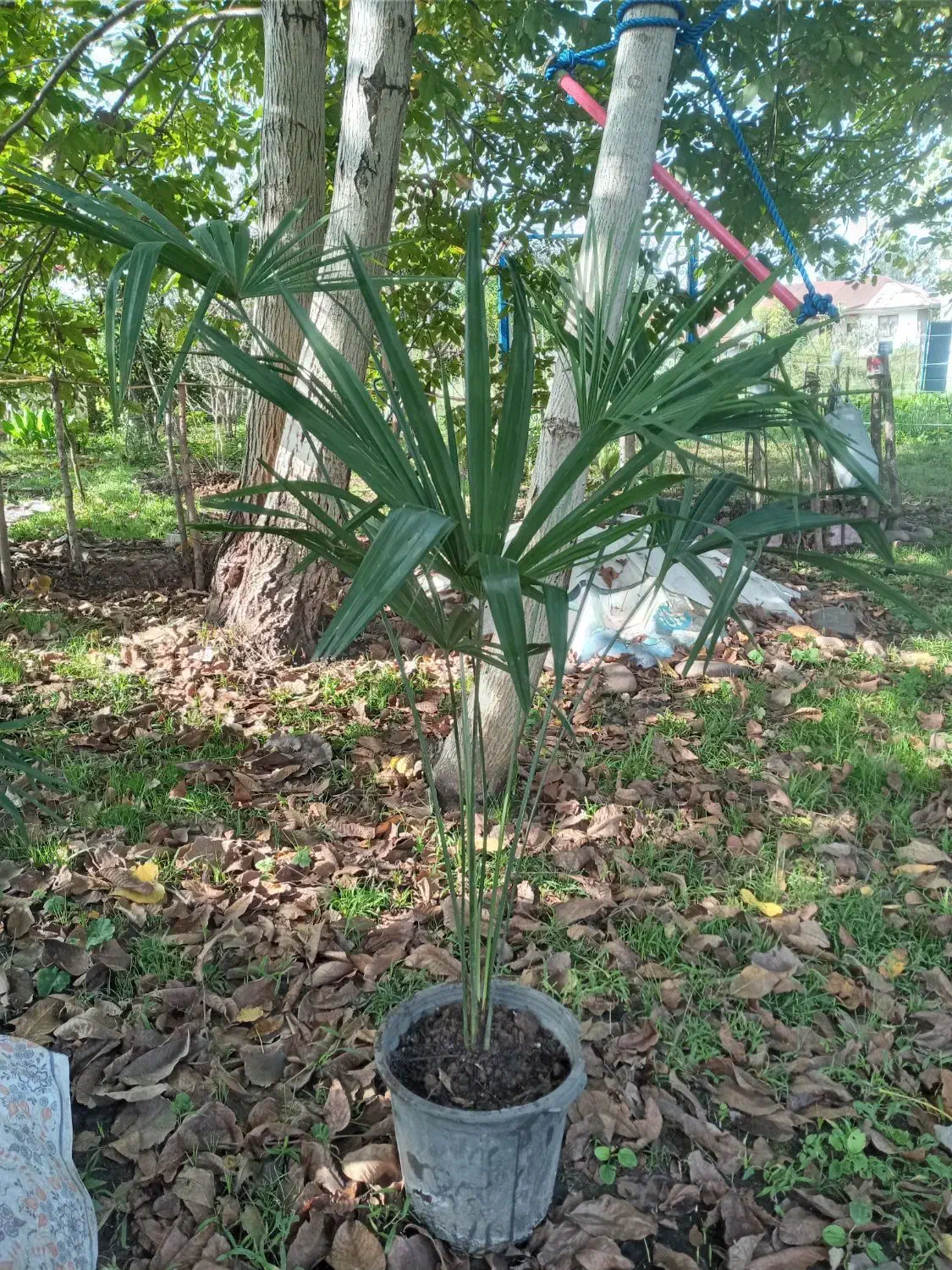 گل تزئینی|گل و گیاه طبیعی|رشت, کوی قدس|دیوار