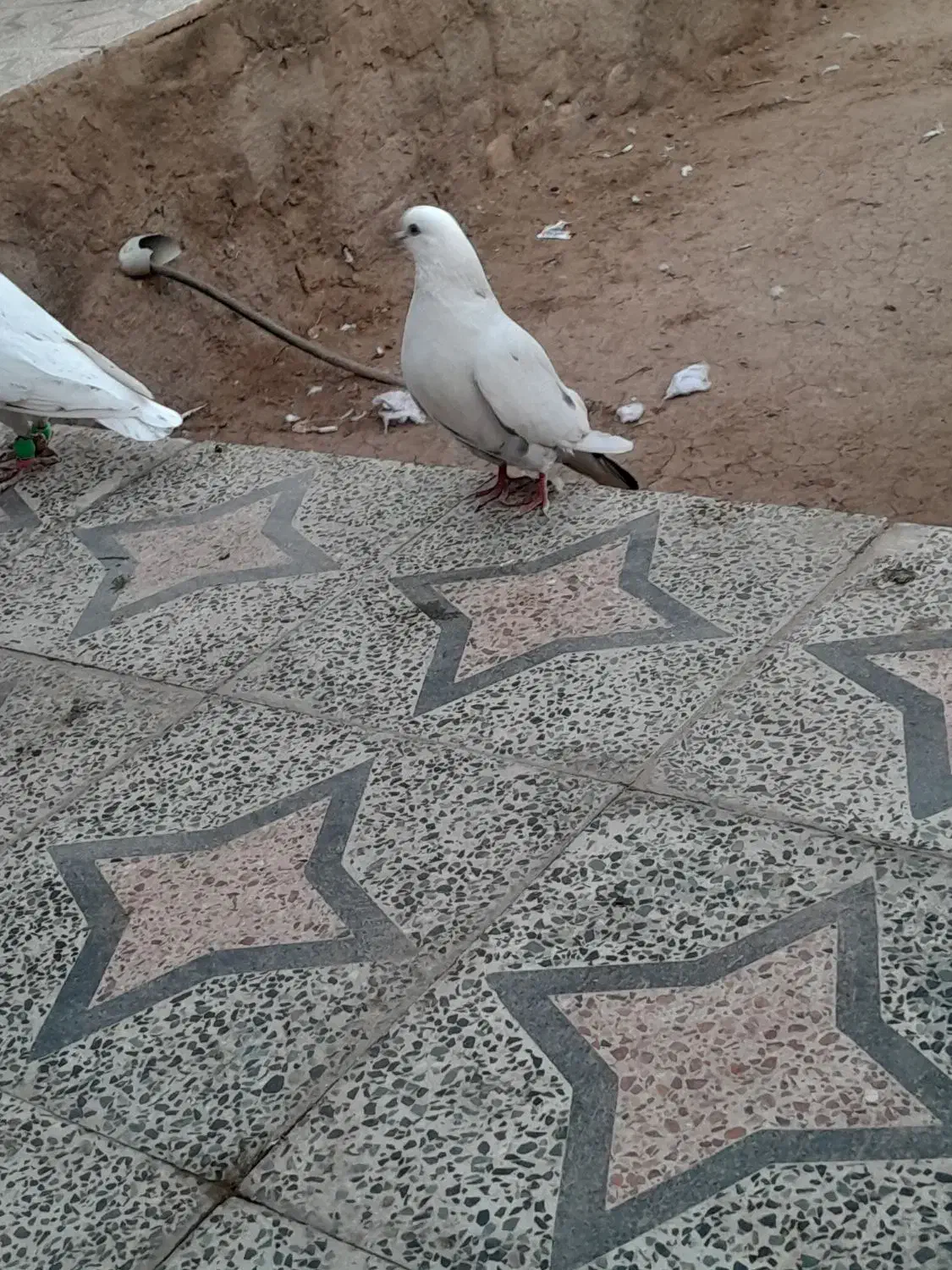 ۳تاتهرانی|پرنده|شال, |دیوار