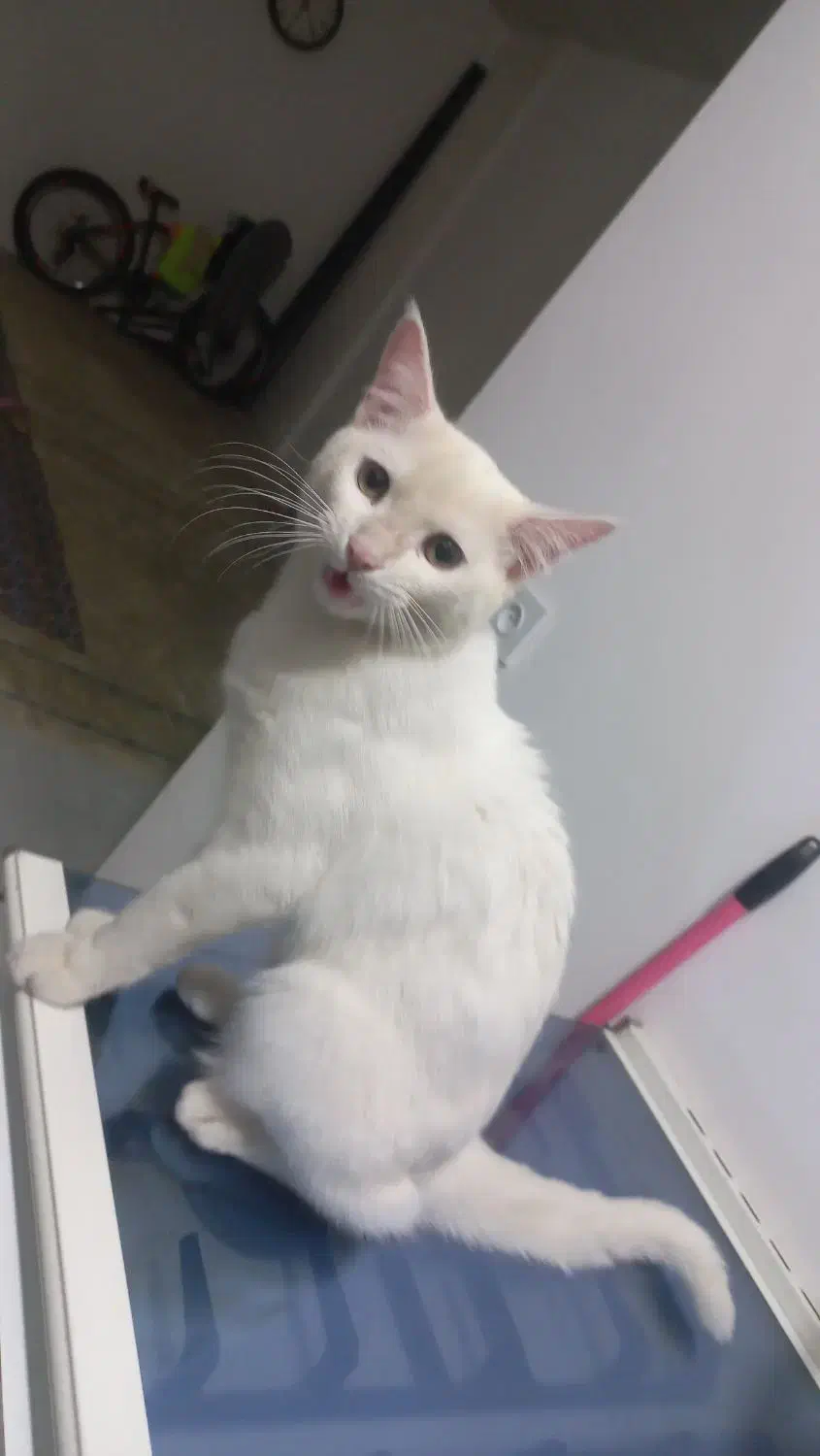 گربه خانگی|گربه|مشهد, فدک|دیوار