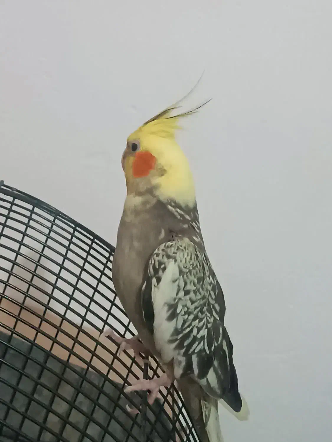 عروس هلندی ماده|پرنده|فردیس, فردیس|دیوار