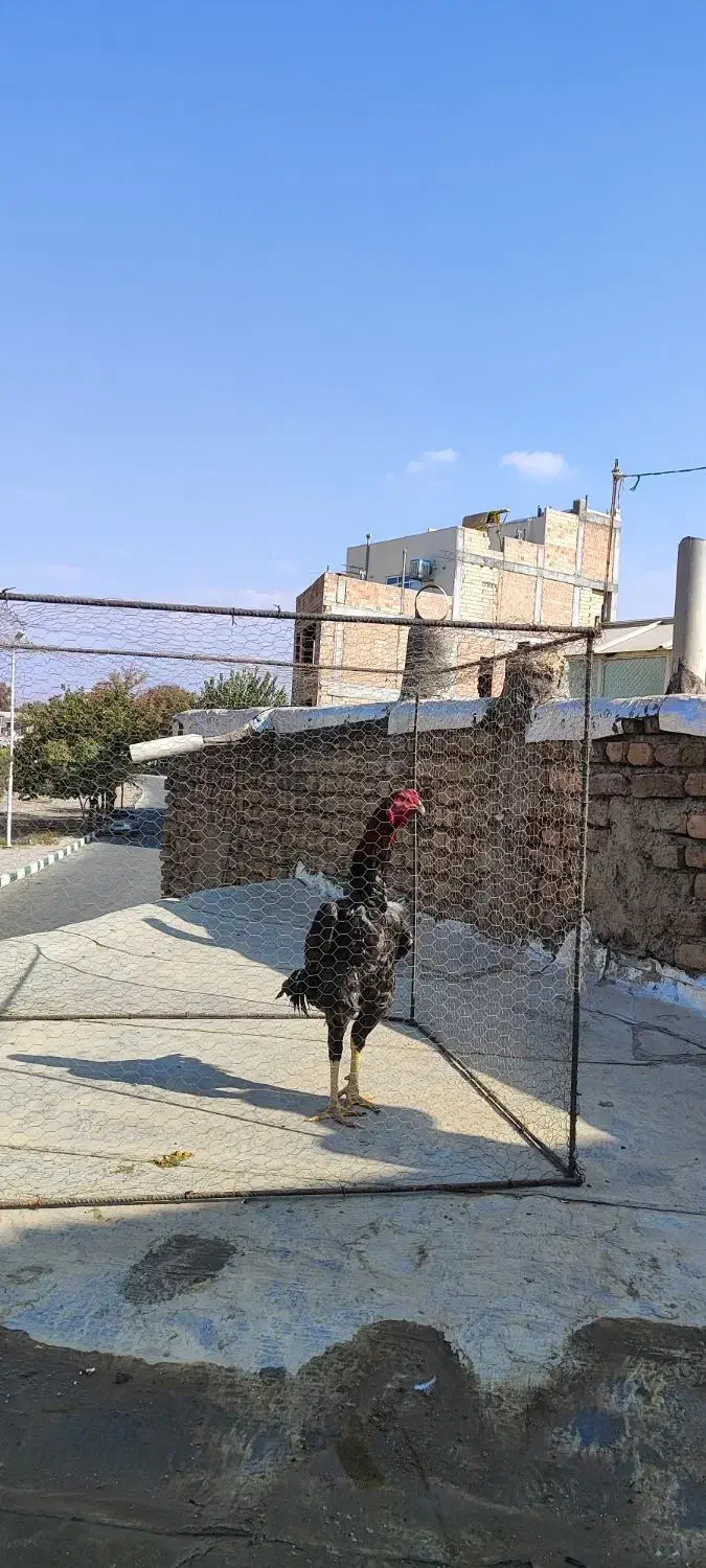 خروس لاری اوشامو|حیوانات مزرعه|هشتگرد, ینگی امام|دیوار