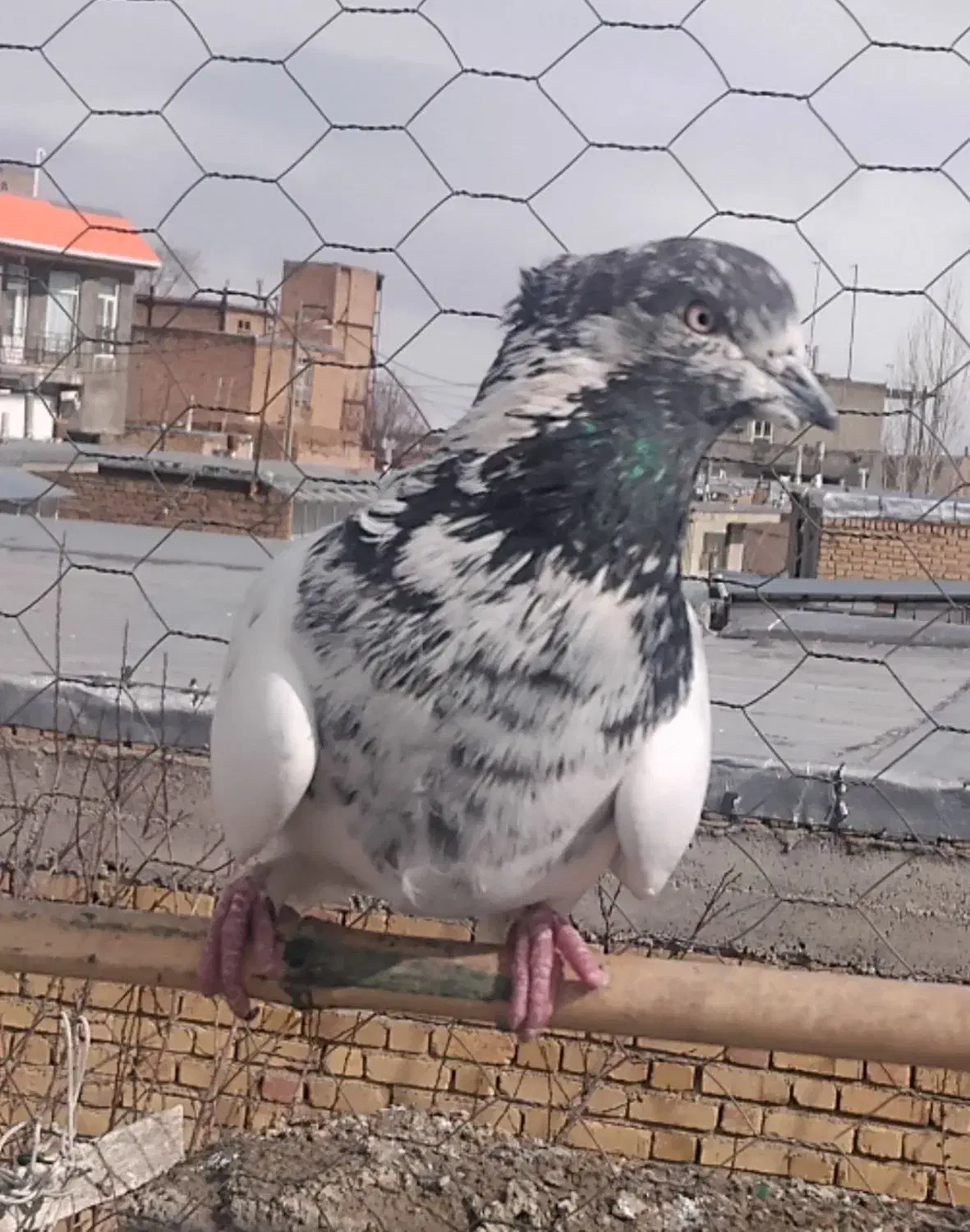 کبوتر کل دم سیاه|پرنده|قیدار, |دیوار