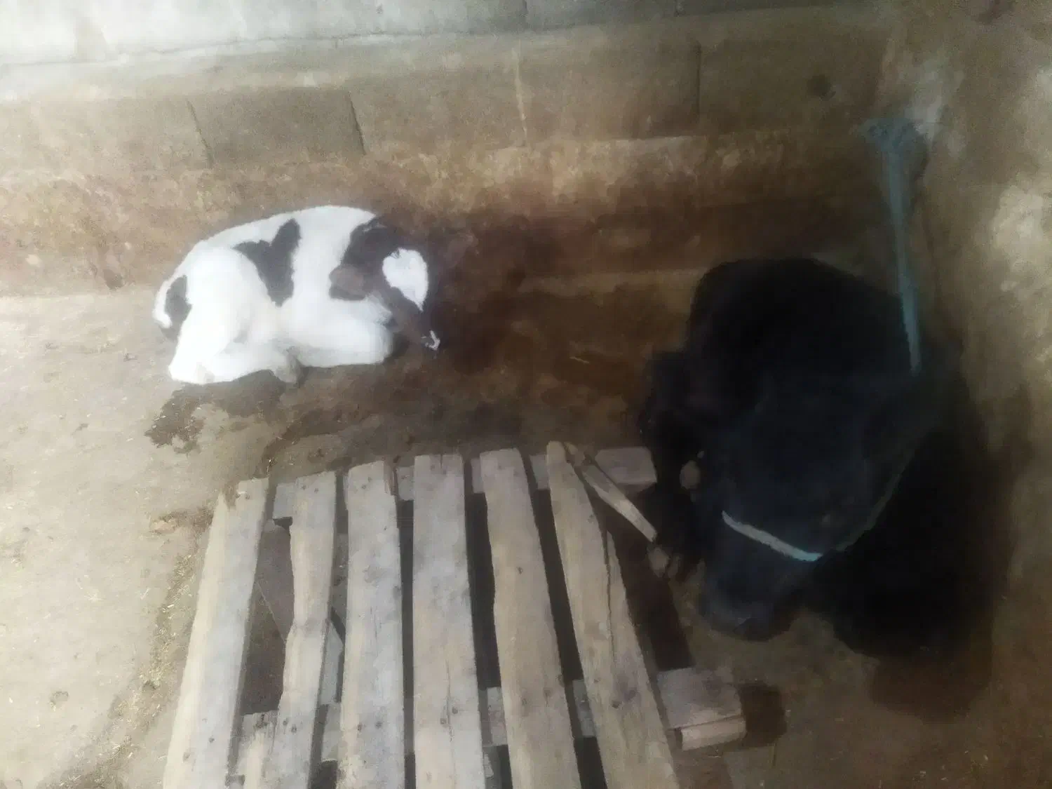 گاو|حیوانات مزرعه|دهدشت, |دیوار