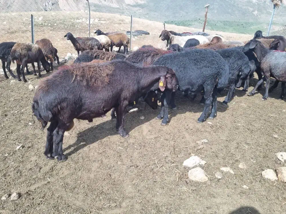 گوسفندگوشت(میش بره نرماده بز بزغاله)ارگانیک|حیوانات مزرعه|هشتگرد, خور|دیوار