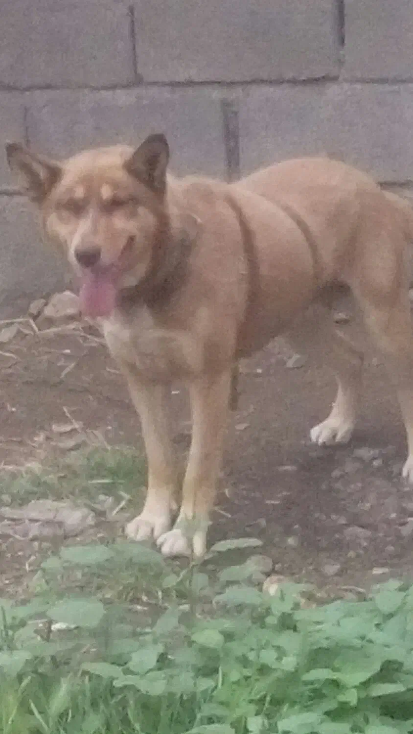 سگ هاسکی|سگ|خان ببین, |دیوار