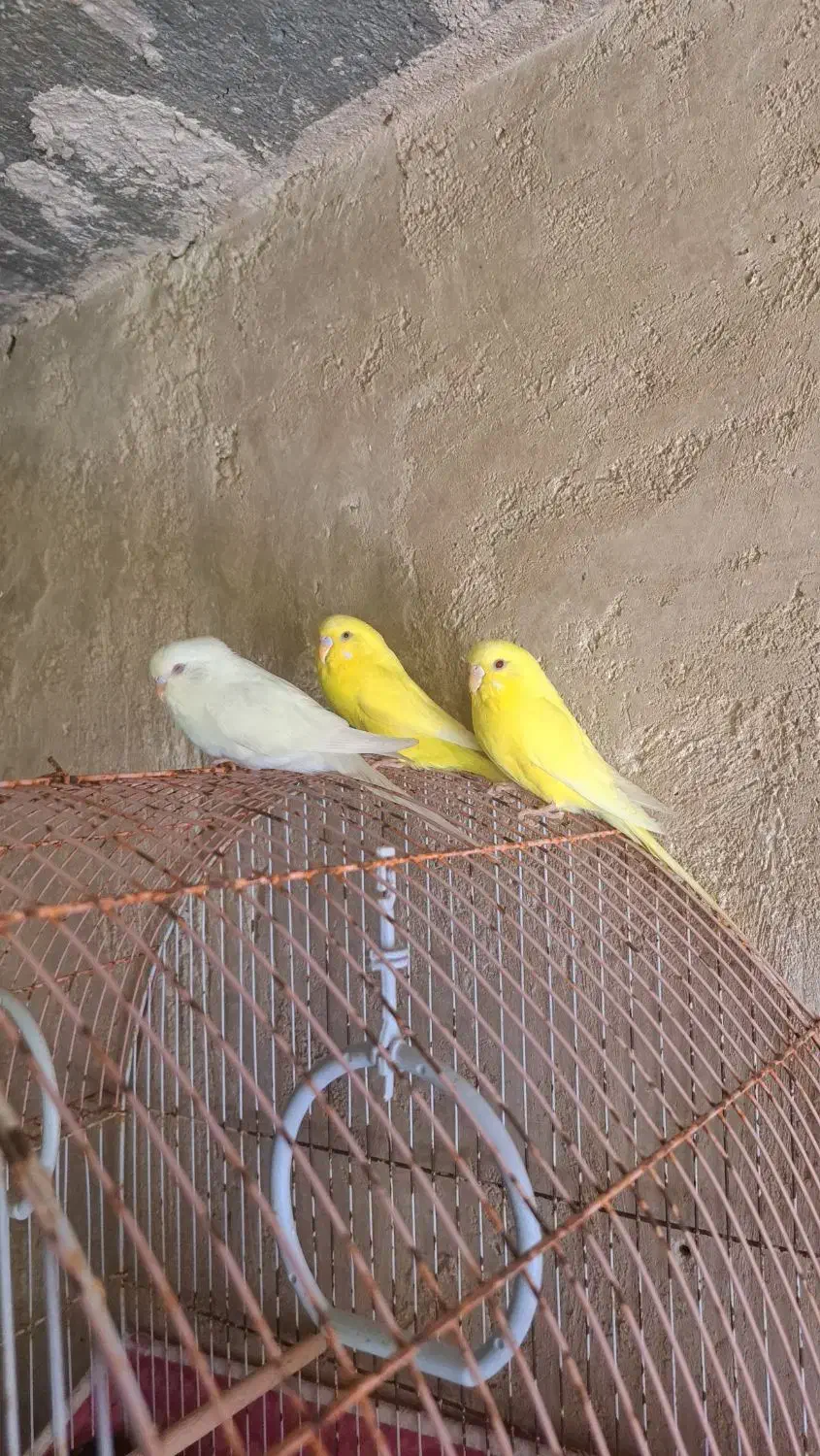 مرغ عشق|پرنده|مرودشت, بیست متری بیمارستان|دیوار