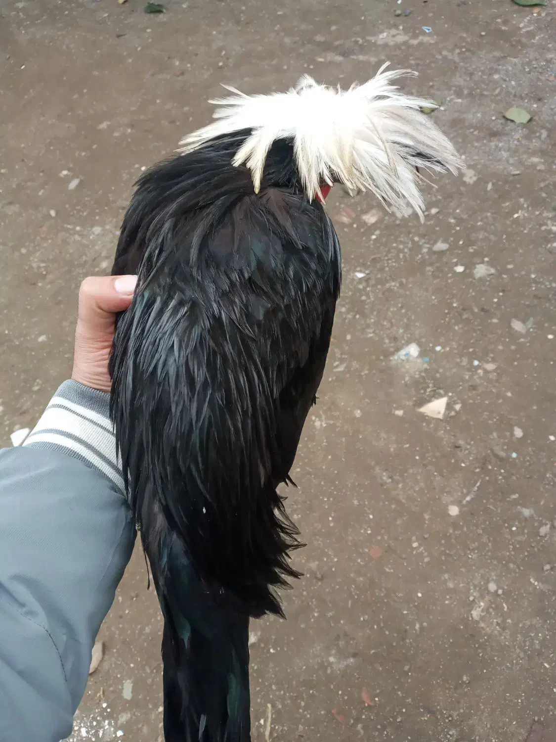 خروس لهستانی|حیوانات مزرعه|حویق, |دیوار