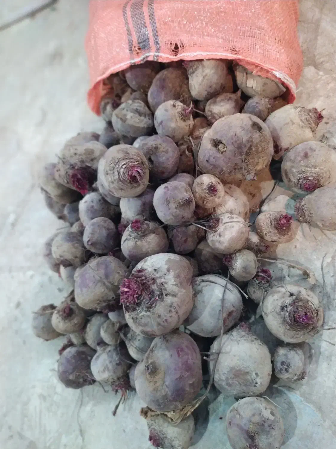 چغندرلبو|خدمات باغبانی و درختکاری|برخوار, |دیوار