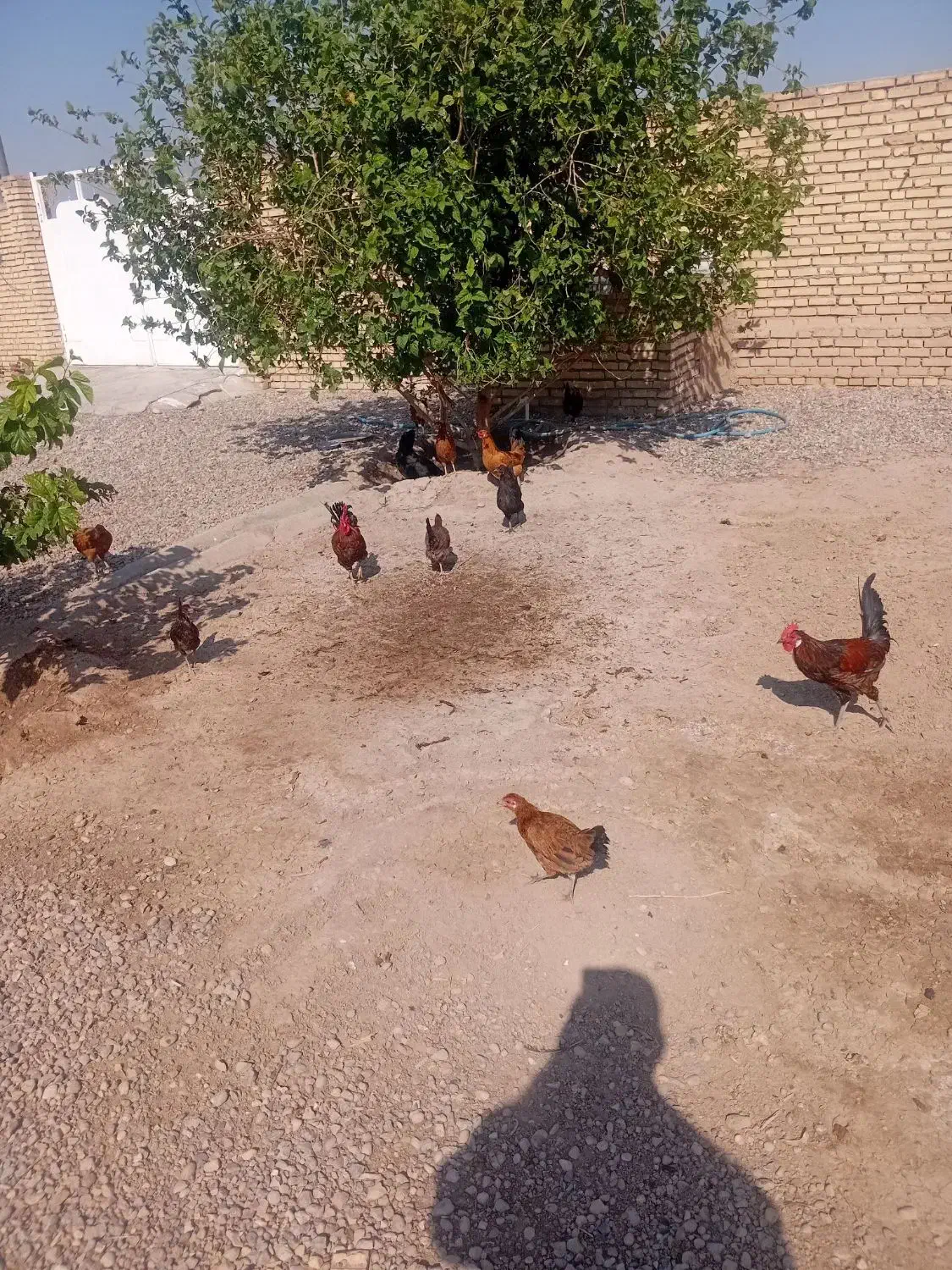 مرغ و خروس|حیوانات مزرعه|کرخه, |دیوار