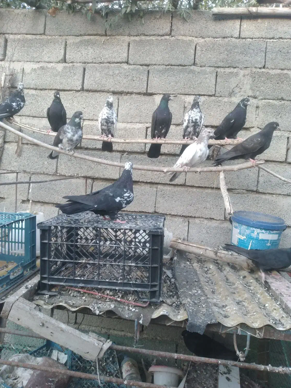 فروش‌کبوترپرشی‌نژادتهرانی‌به‌تعداد۵۰عدد|پرنده|سلماس, |دیوار