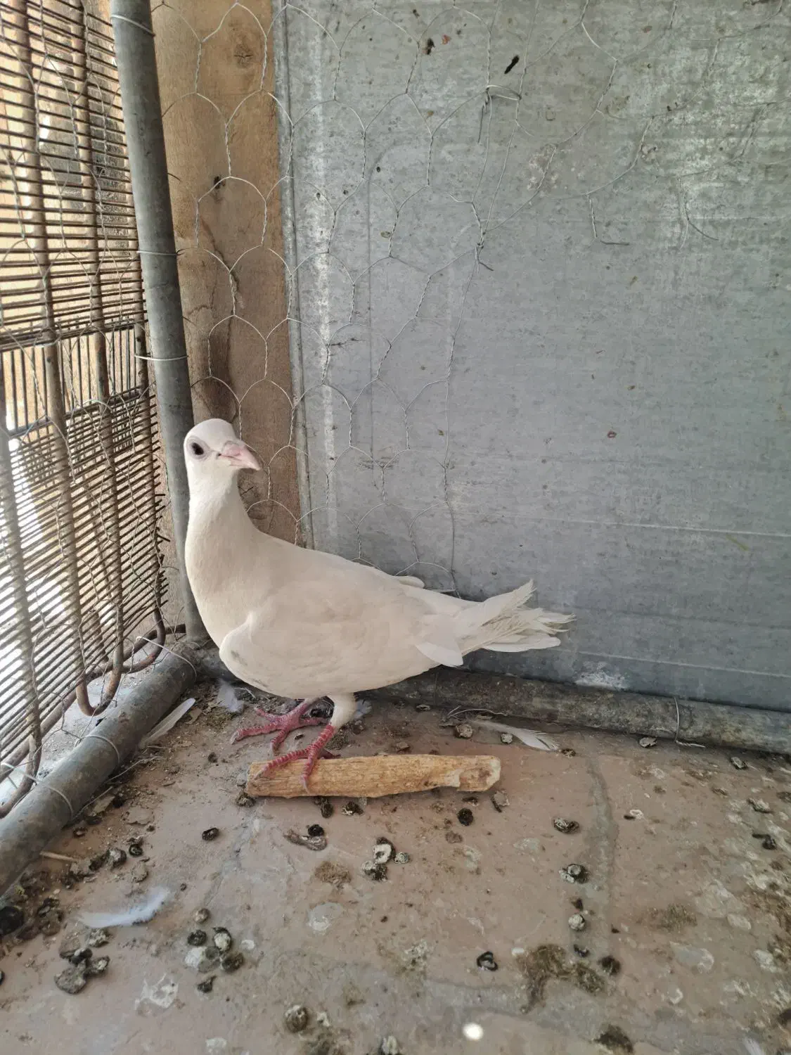 کبوتر زاجرسفید|پرنده|اردکان, |دیوار