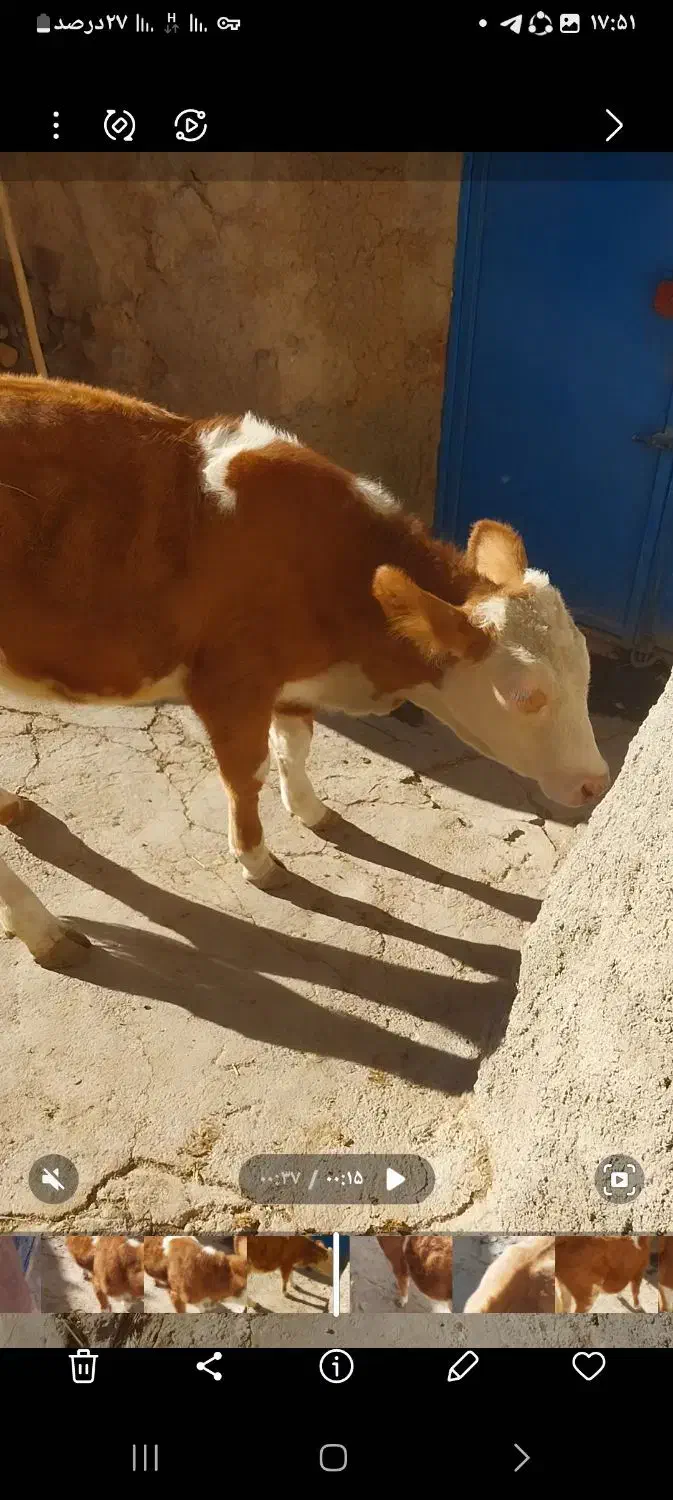 یک رآس گوساله سیمینتال درجه یک|حیوانات مزرعه|سراجو, |دیوار